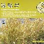 骆驼草(超值双金碟珍藏版2CD16首乐队伴奏)