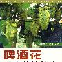 啤酒花丰产栽培技术