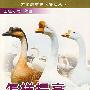 怎样提高养鹅效益/畜禽养殖技术管理丛书