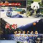 成都：世界遗产之旅（DVD）