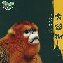 绿野寻踪—金丝猴