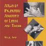 肢体与躯干体表解剖图谱 Atlas of Palpatory Anatomy of Limbs and Trunk