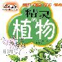 精灵的植物