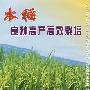 水稻良种高产高效栽培