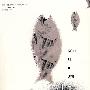 腔棘鱼安魂曲