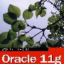 Oracle 11g从入门到精通