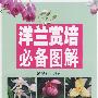 洋兰赏培必备图解