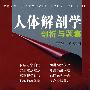 人体解剖学剖析与题集