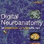 Digital Neuroanatomy : An Interactive CD Atlas with Review Text神经解剖学导论：图文互动版(附光盘)