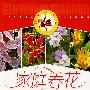 家庭养花每月花事