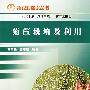 菊苣栽培及利用