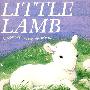 小羊羔 Little Lamb