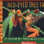 红眼睛树蛙 Red-eyed Tree Frog