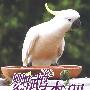 鹦鵡查理(新版)