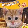 看小动物成长1:小猫