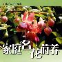 家庭名花莳养