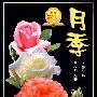 月季