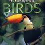 鸟类百科全书The Encycyclopedia of Birds