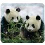 美国Allsop Panda Twins 环保鼠标垫（熊猫）