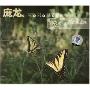 庞龙:两只蝴蝶(CD)