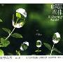 进口CD:孵梦森林(CD)
