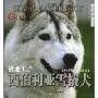 极地王子:西伯利亚雪橇犬(世界名犬驯养宝典)(SIBERIAN THE HUSKY)