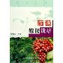 葡萄嫁接栽培