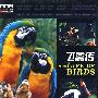 飞禽传(10VCD)