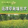 返魂草栽培技术