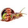4D MASTER 动物解剖拼装模型-蜗牛26109