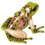 4D MASTER 动物解剖拼装模型-青蛙26104