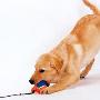 monamipet  Reel Dog 钓鱼竿宠物玩具 IL07106