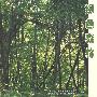 绿色森林——轻音乐系列（CD）