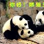 你好!熊猫兄弟