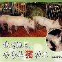 北方地区冬季养猪技术（VCD）