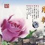 月季:栽培技术(VCD)
