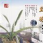 兰花：种植技术（VCD）