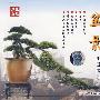 盆景:栽培技术(VCD)