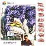 怎样画藤蔓花果画(VCD)