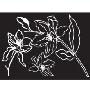 韩国ECOWORLDGPS-037flower(白色)IL09138W墙贴(韩国生活用品馆产品)