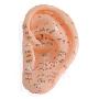 伟叶国际标准耳穴模型/耳针模型耳针灸模型耳部反射区模型软胶质cm(1只)