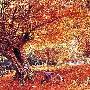 BEVERLY-世界名画系列（木泄之阳）-拼图1000片