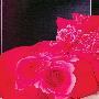 ★床单加大★豪美家纺 全棉斜纹活性印花四件套 百媚