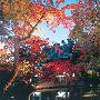 BEVERLY-风景系列-高台寺-拼图1000片