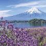 BEVERLY-风景系列-富士山下的薰衣草-拼图1000片