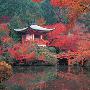 BEVERLY-风景系列-醍醐寺-拼图500片