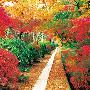 BEVERLY-风景系列-哲学家之道-拼图300片