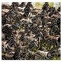EDUCA-500 HERD OF ZEBRAS（斑马）拼图500片