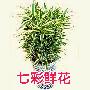 绿植/黄金竹