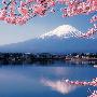 BEVERLY-风景系列-富士满开-拼图1000片